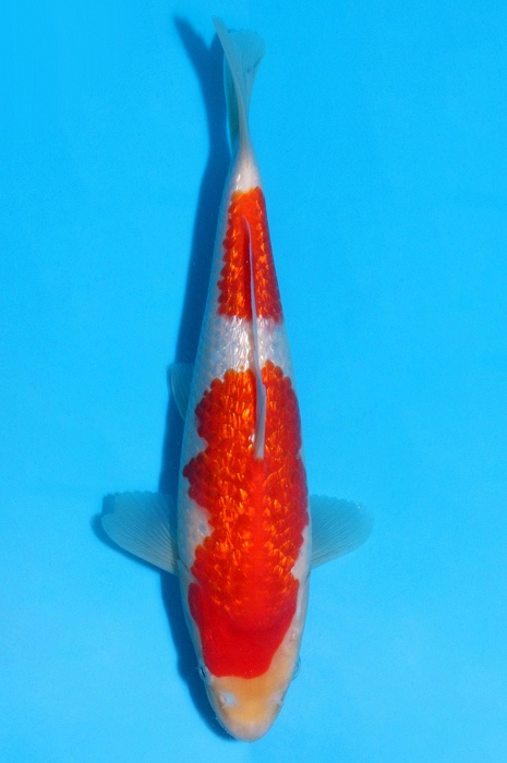 ginrin kohaku GK-V17-12121