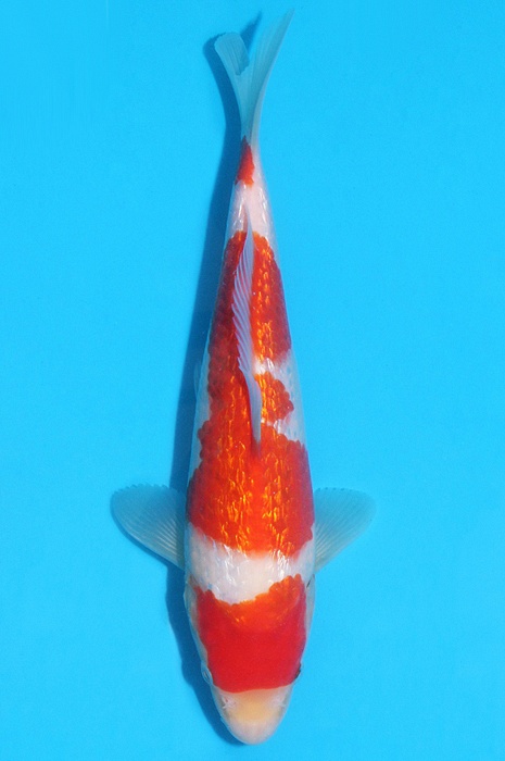 ginrin kohaku GK-V17-12123