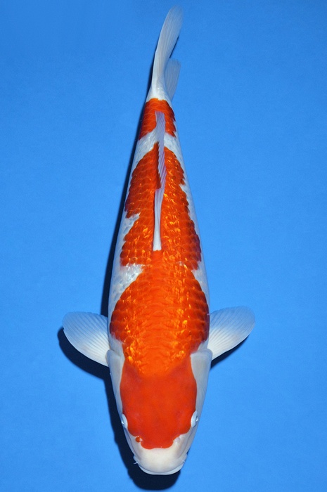 ginrin kohaku GK-V17-1272