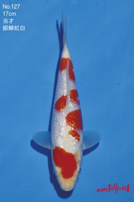 ginrin meerstaps kohakunj7 GK-V18-11127