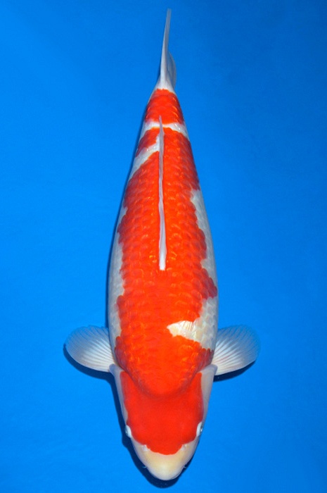 ginrin kohaku GK-V19-10241