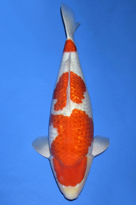 sandan ginrin kohaku GK-V19-10243