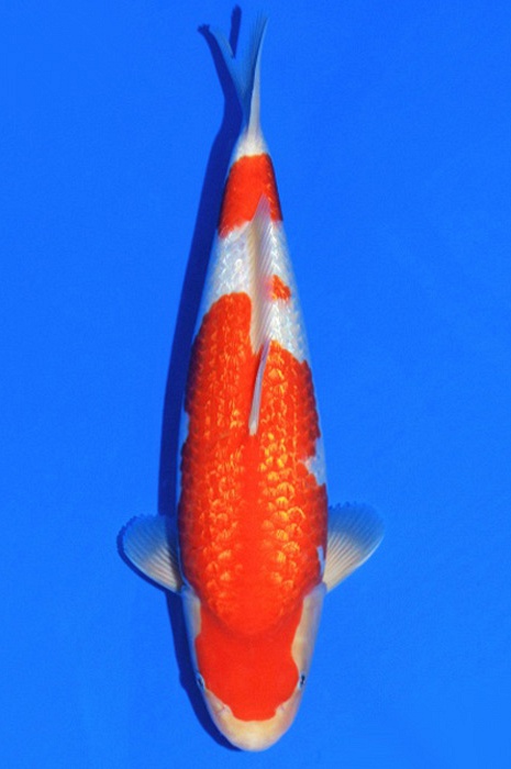 ginrin kohaku GK-V19-4548