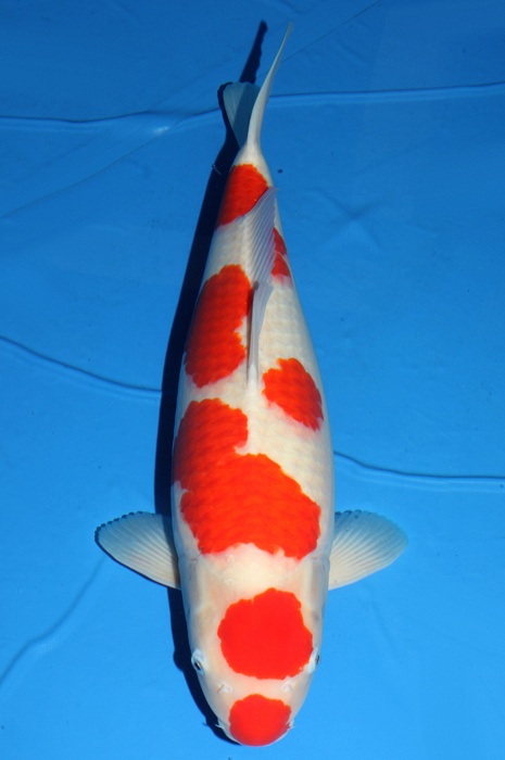 meerstaps kuchebeni kohaku KO-NA17-517