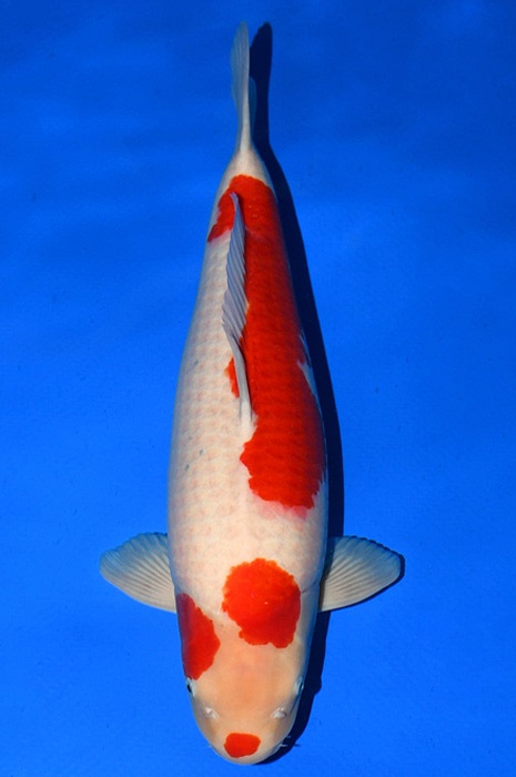 ying yang kohaku KO-NA18-26