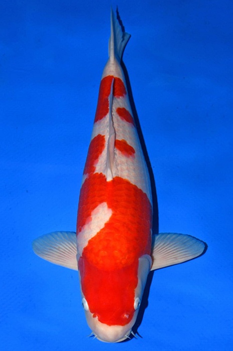 meerstaps kohaku KO-NA18-34