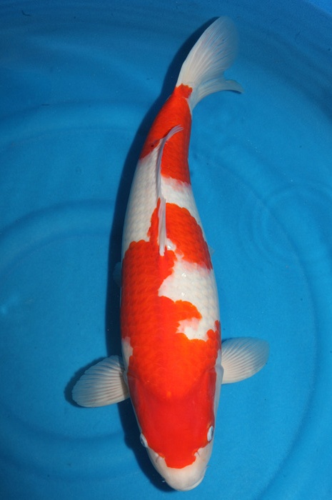 kohaku KO-NA18-4110