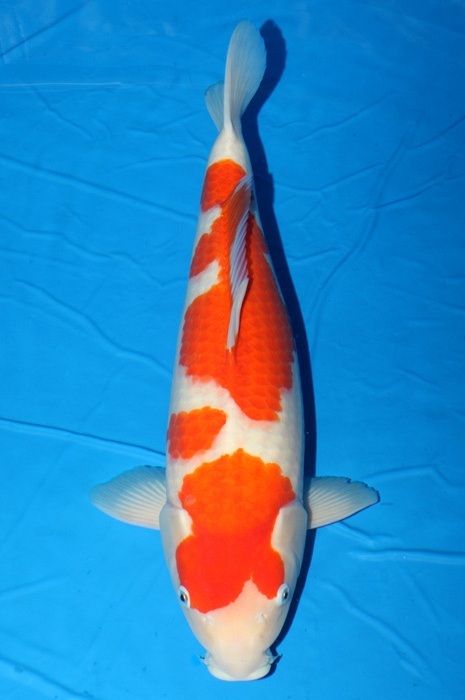 meerstaps kohaku KO-NA18-412