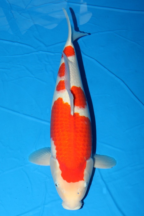 meerstaps kohaku KO-NA18-416