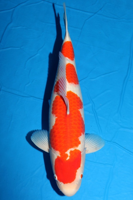 meerstaps kohaku KO-NA18-46