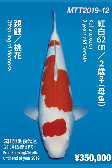 kohaku KO-NA19-412