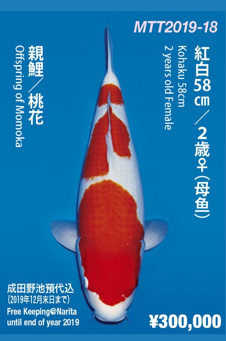 sandan kohaku KO-NA19-418