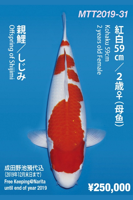 meerstaps kohaku KO-NA19-431