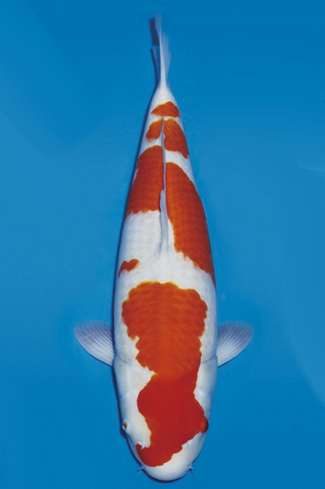 meerstaps kohaku KO-NA19-447