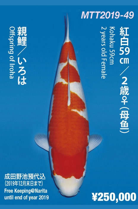 sandan kohaku KO-NA19-449