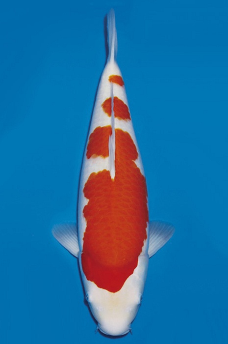sandan kohaku KO-NA19-450