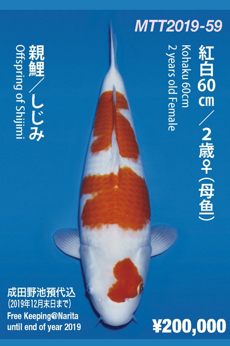 sandan kohaku KO-NA19-459