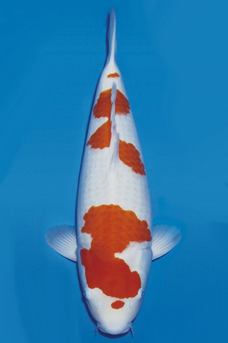 meerstaps kohaku KO-NA19-464