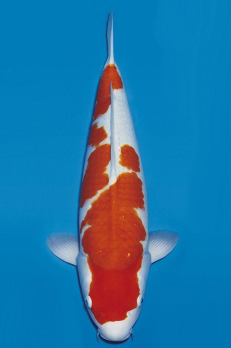 meerstaps kohaku KO-NA19-466