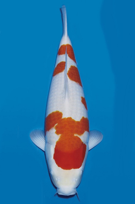 meerstaps kohaku KO-NA19-467