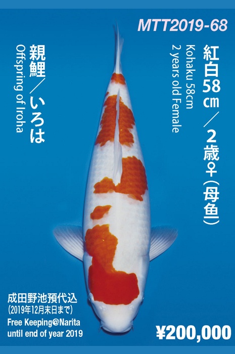 meerstaps kohaku KO-NA19-468