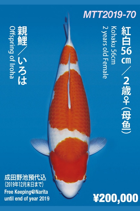 sandan kohaku KO-NA19-470