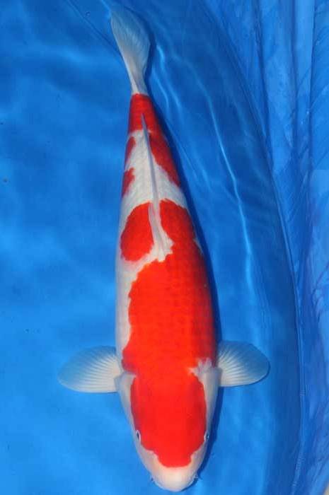 kohaku KO-OS13-0205