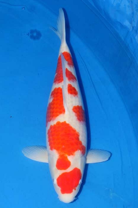 meerstaps kohaku KO-OS13-0222