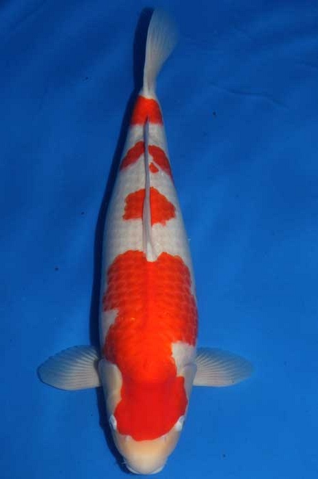 kohaku KO-OS13-0225