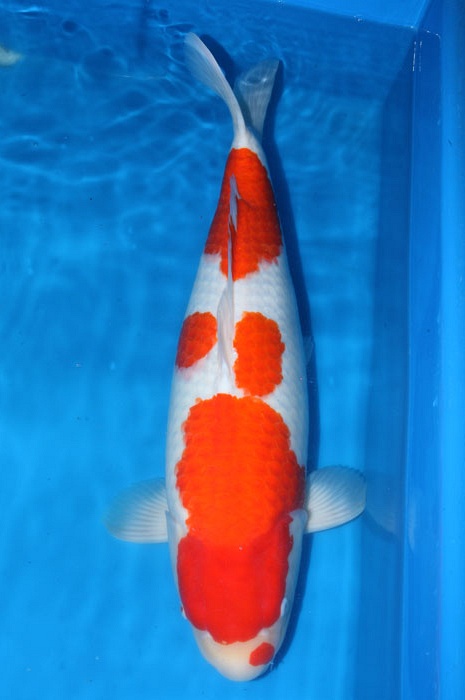 meerstaps kohaku KO-OS13-0233