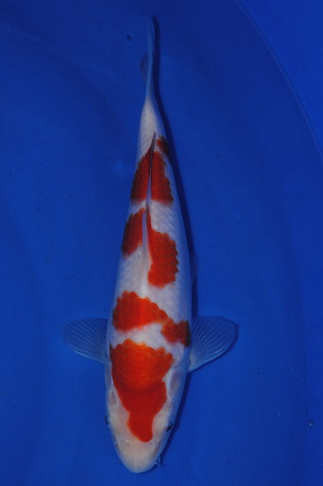kohaku KO-V10-1104