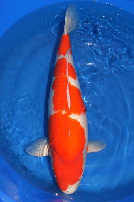 yondan kohaku KO-V10-1141