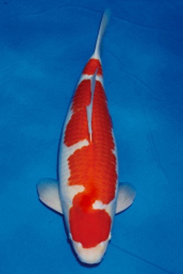 kohaku KO-V12-1002