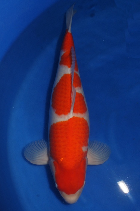 kohaku KO-V12-1123