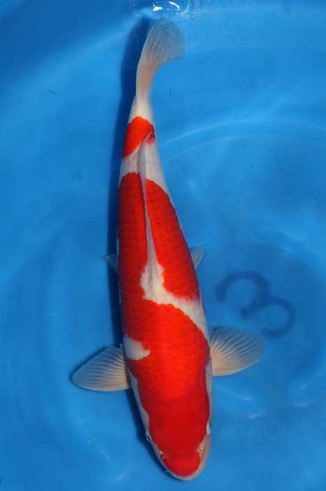 kohaku KO-V13-0207