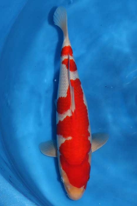 kohaku KO-V13-0208
