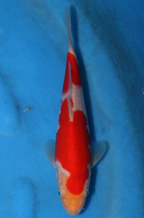 kohaku KO-V13-0211