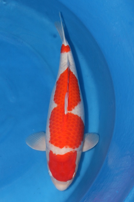 TM Kohaku KO-V13-0401