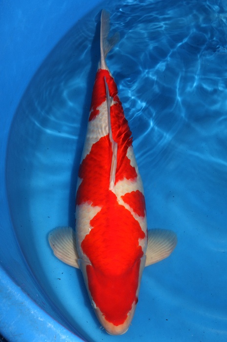 kohaku KO-V13-10135