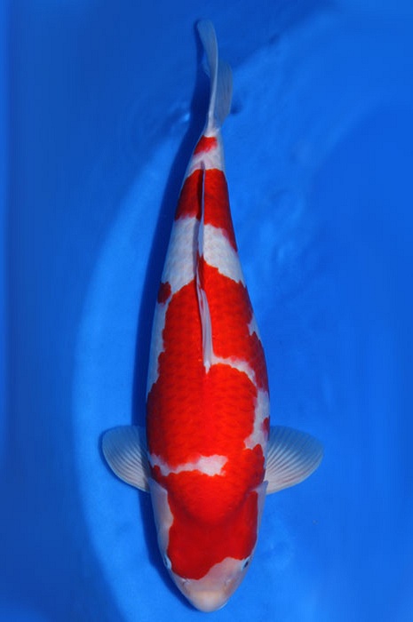 kohaku KO-V13-1134