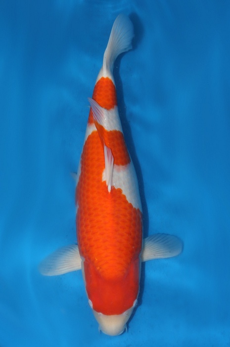 kohaku KO-V13-1269