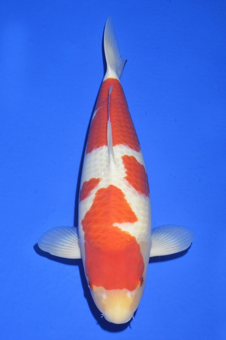 meerstaps kohaku KO-V15-1218