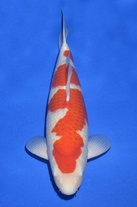 kohaku KO-V15-1219