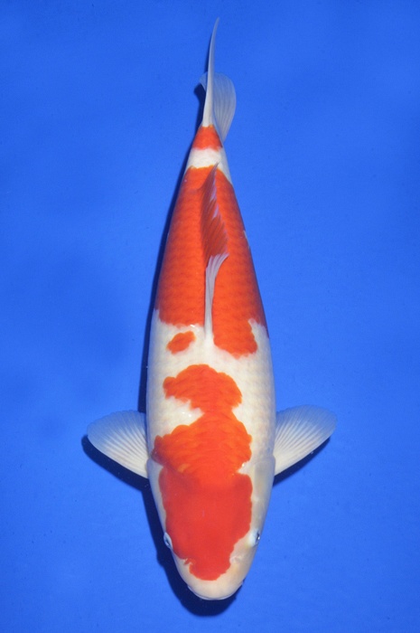 meerstaps kohaku KO-V15-1231