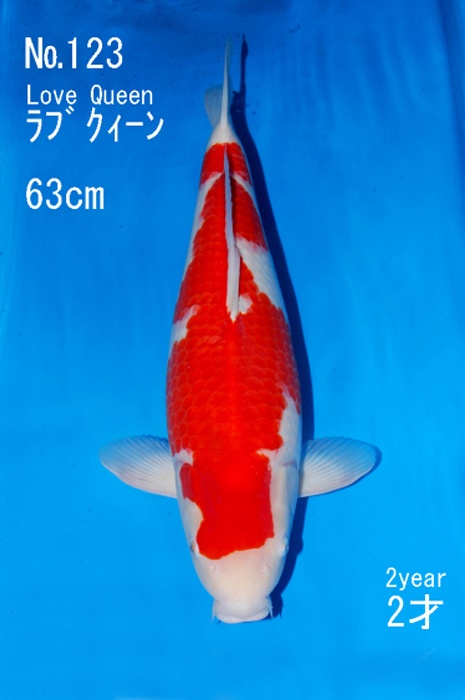 kohaku KO-V15-4118