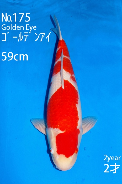 meerstaps kohaku KO-V16-10175