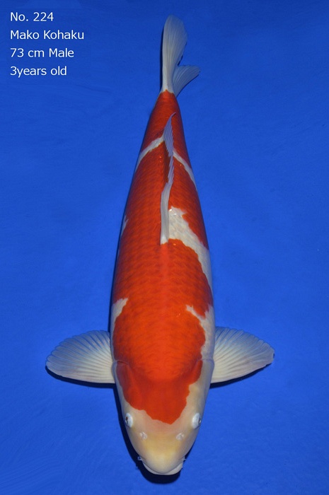 kohaku KO-V16-12224