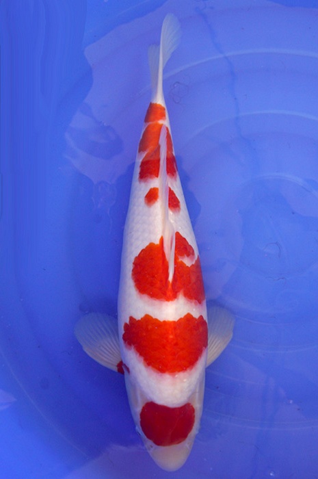 meerstaps kohaku KO-V16-4149
