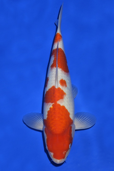 meerstaps kohaku KO-V16-438