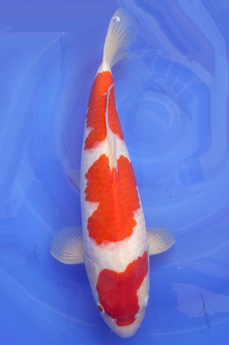 sandan kohaku KO-V16-4402